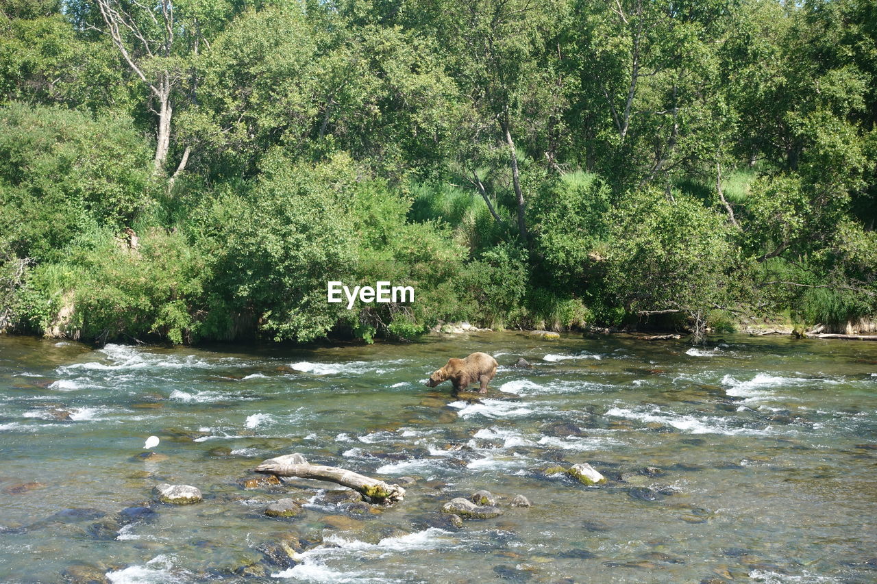 VIEW OF RIVER FLOWING THROUGH PLANTS