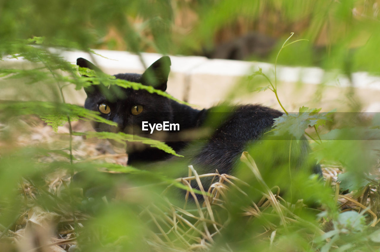 Close-up of cat on grass