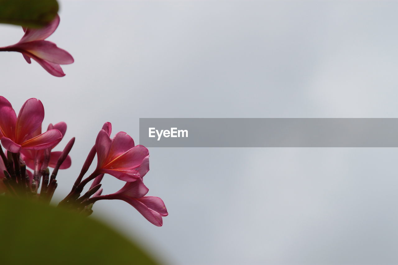 CLOSE-UP OF PINK FLOWERING PLANTS AGAINST SKY