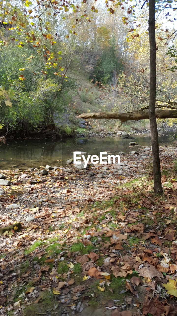 VIEW OF TREES IN FOREST