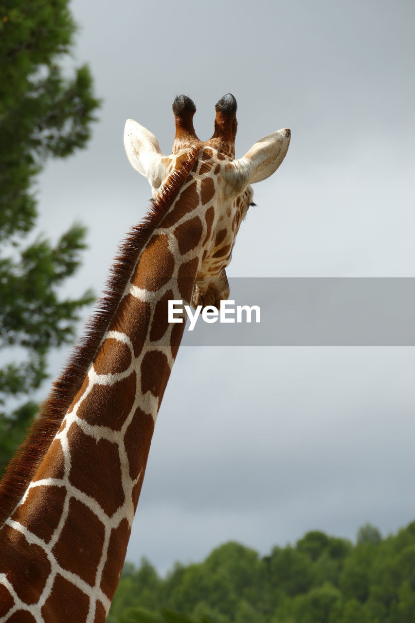 Rear view of a giraffe looking into the distance