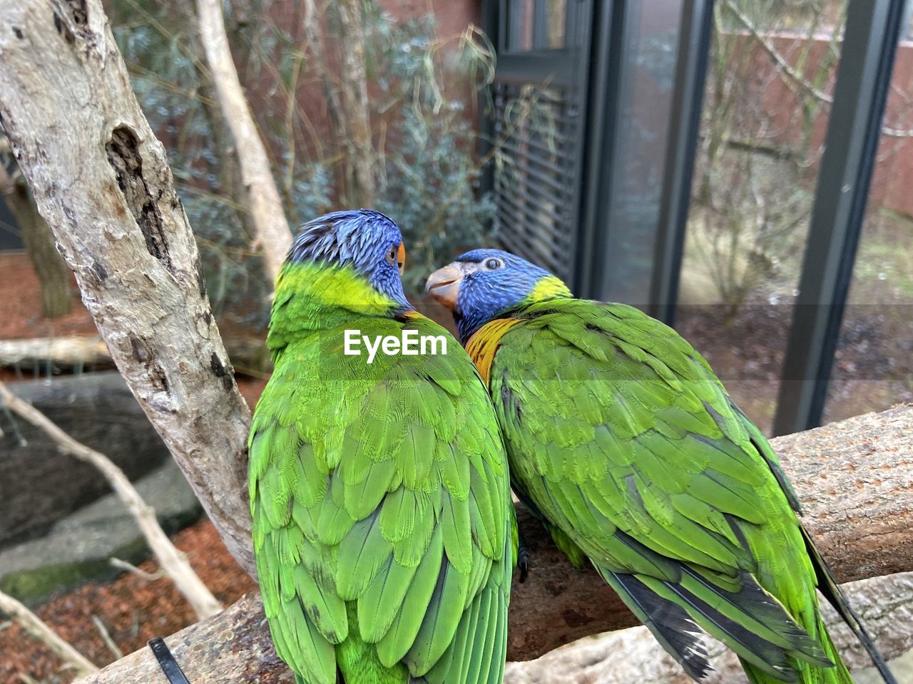 Two lori parrots kiss at the zurich zoo in switzerland after feeding