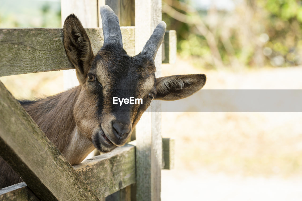 Close-up portrait of goat at farm