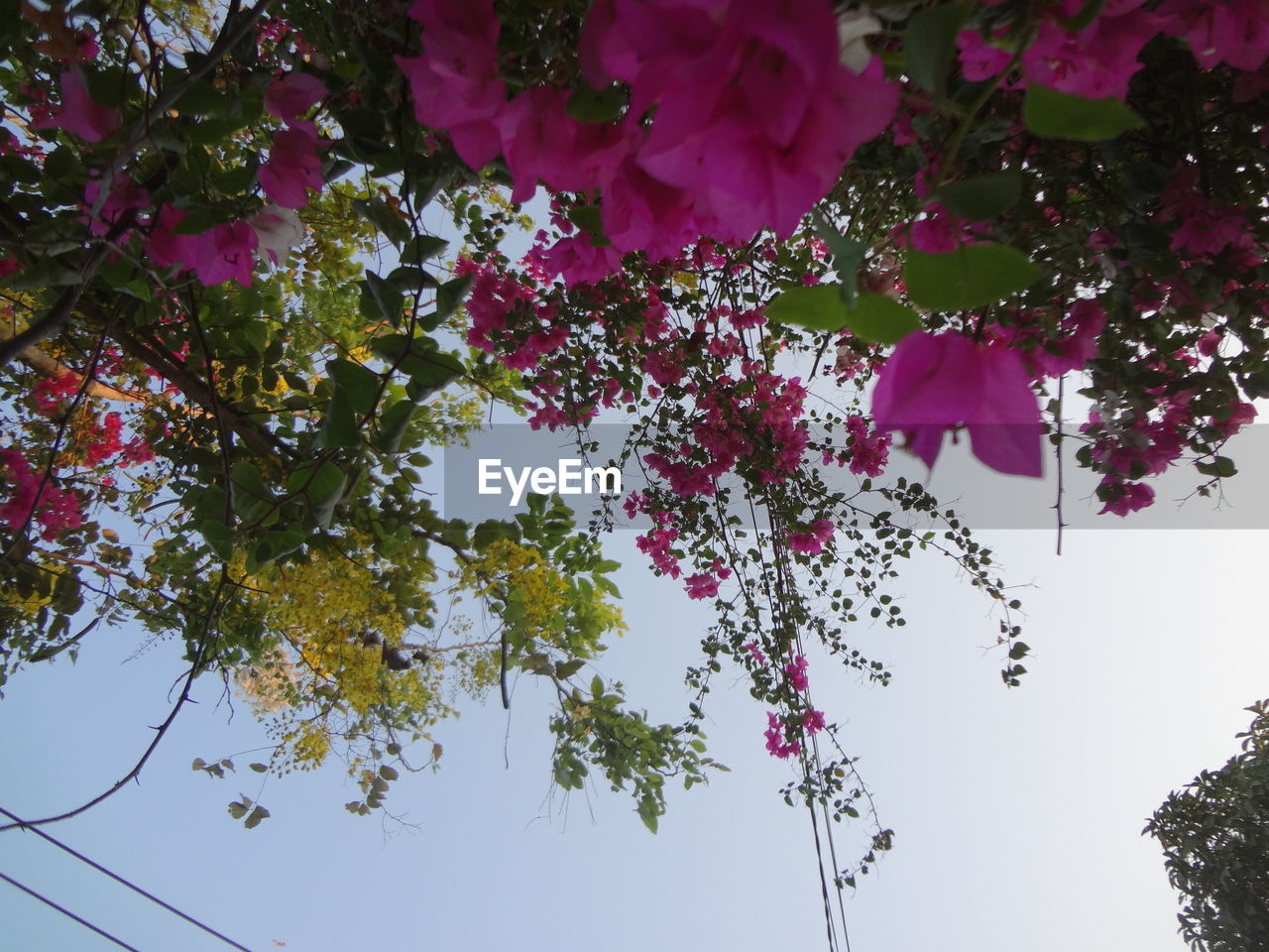 LOW ANGLE VIEW OF PINK FLOWERS BLOOMING AGAINST SKY