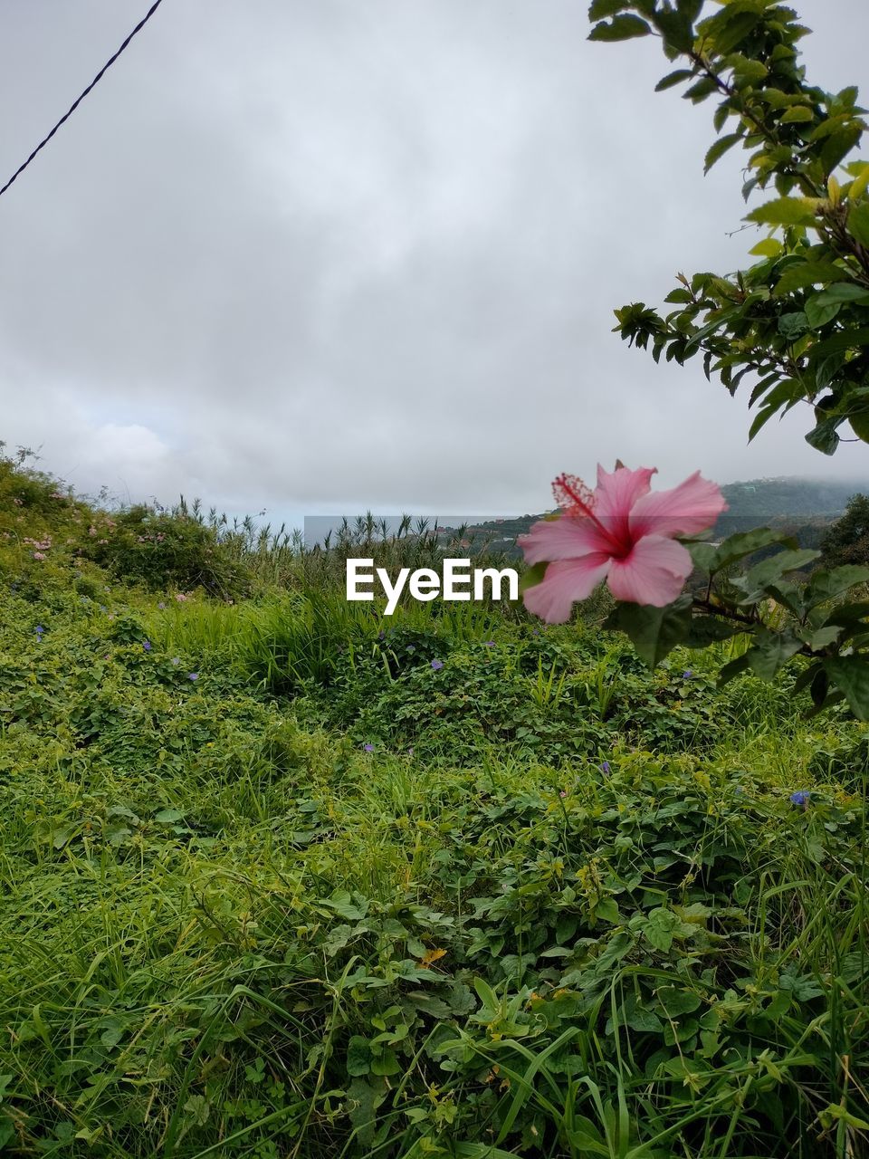 plant, flower, flowering plant, nature, beauty in nature, grass, cloud, freshness, sky, leaf, growth, green, pink, meadow, fragility, tree, petal, no people, wildflower, outdoors, day, flower head, environment, inflorescence, land, plant part, blossom, close-up, vegetation, field, landscape, springtime