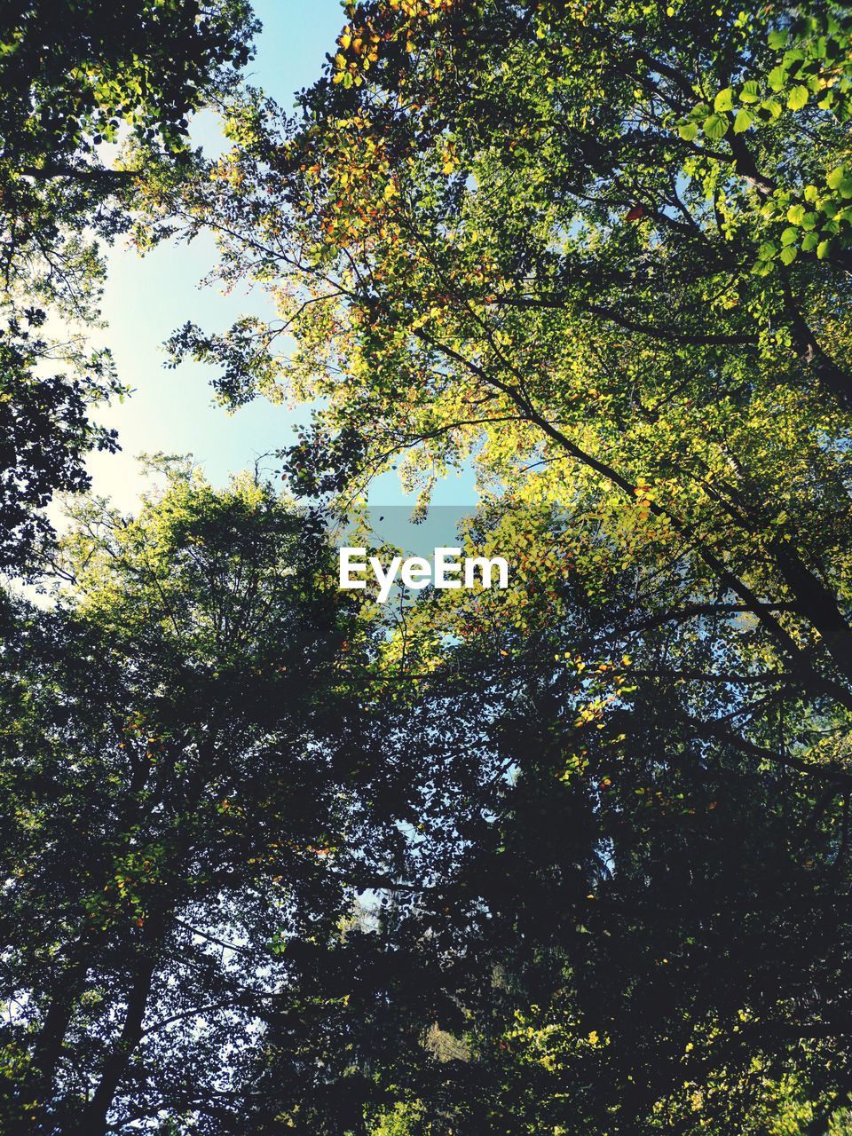 LOW ANGLE VIEW OF TREE AGAINST SKY