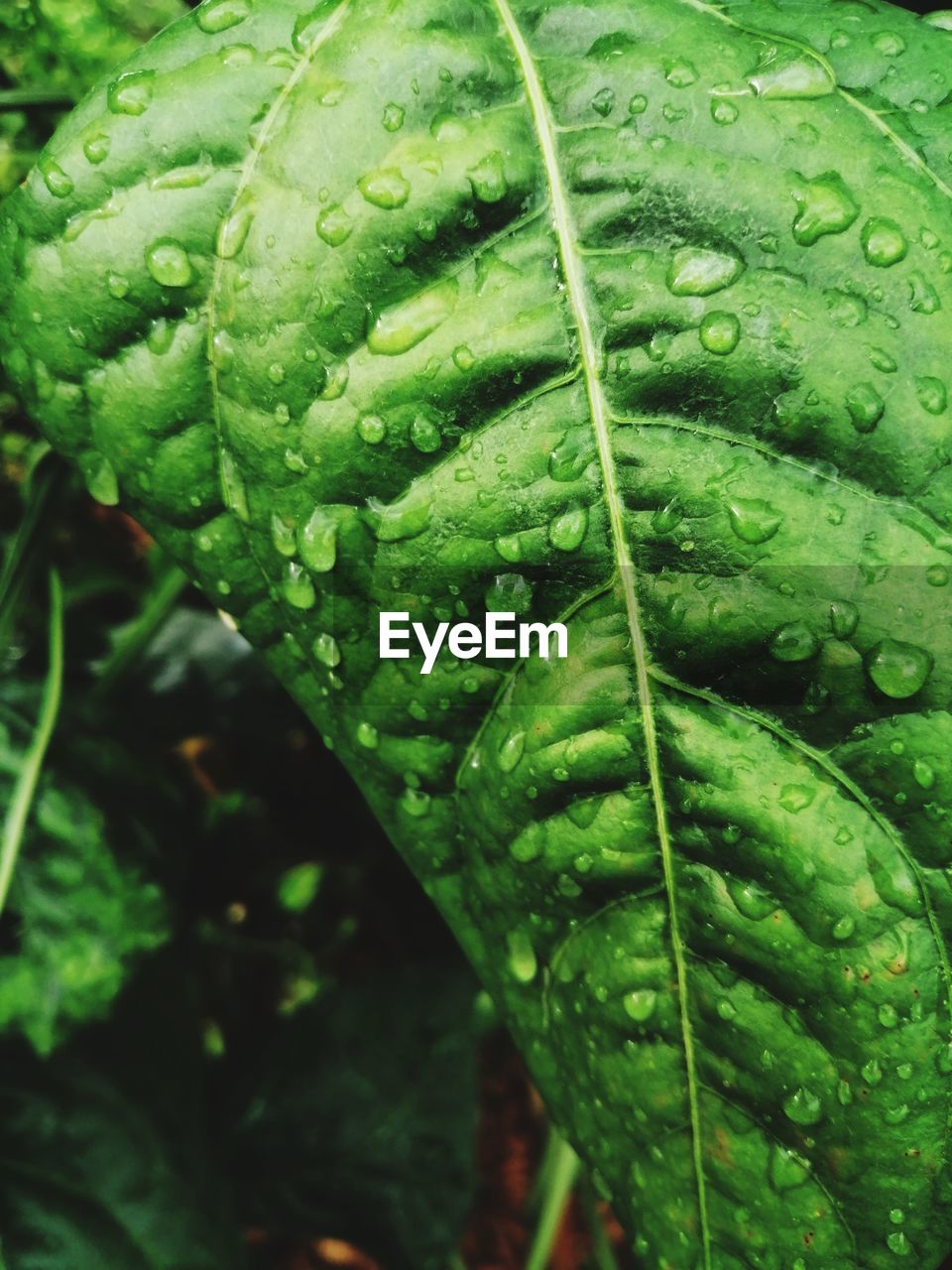 FULL FRAME SHOT OF WET LEAVES