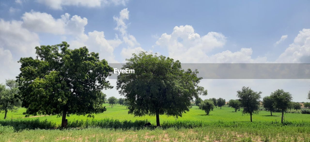 SCENIC VIEW OF TREES ON FIELD AGAINST SKY