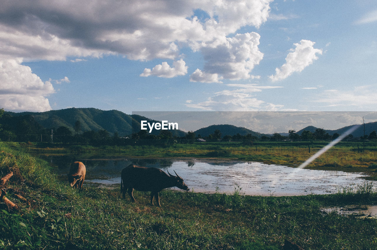 Buffalo standing by pond on field