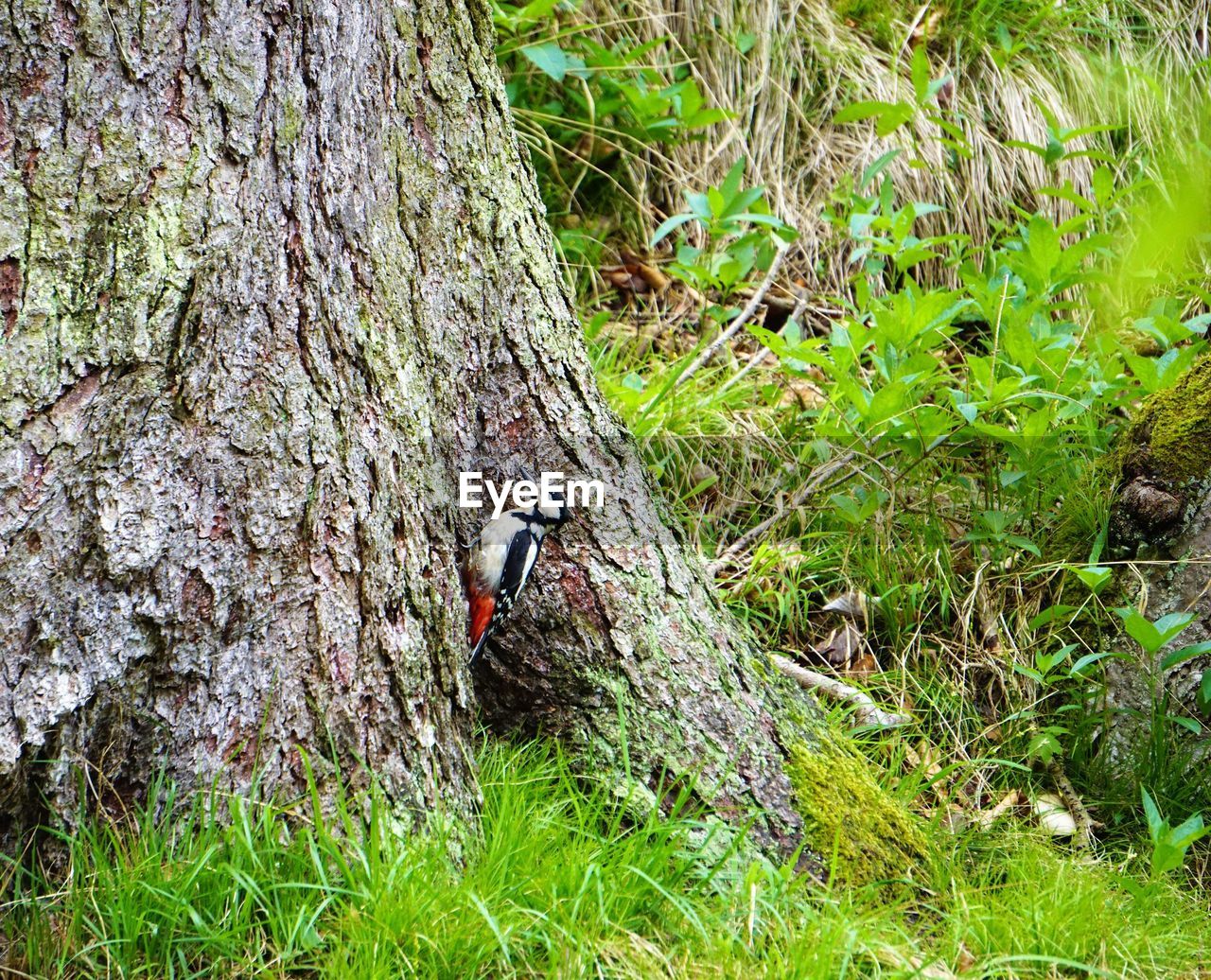 BIRD ON TREE TRUNK