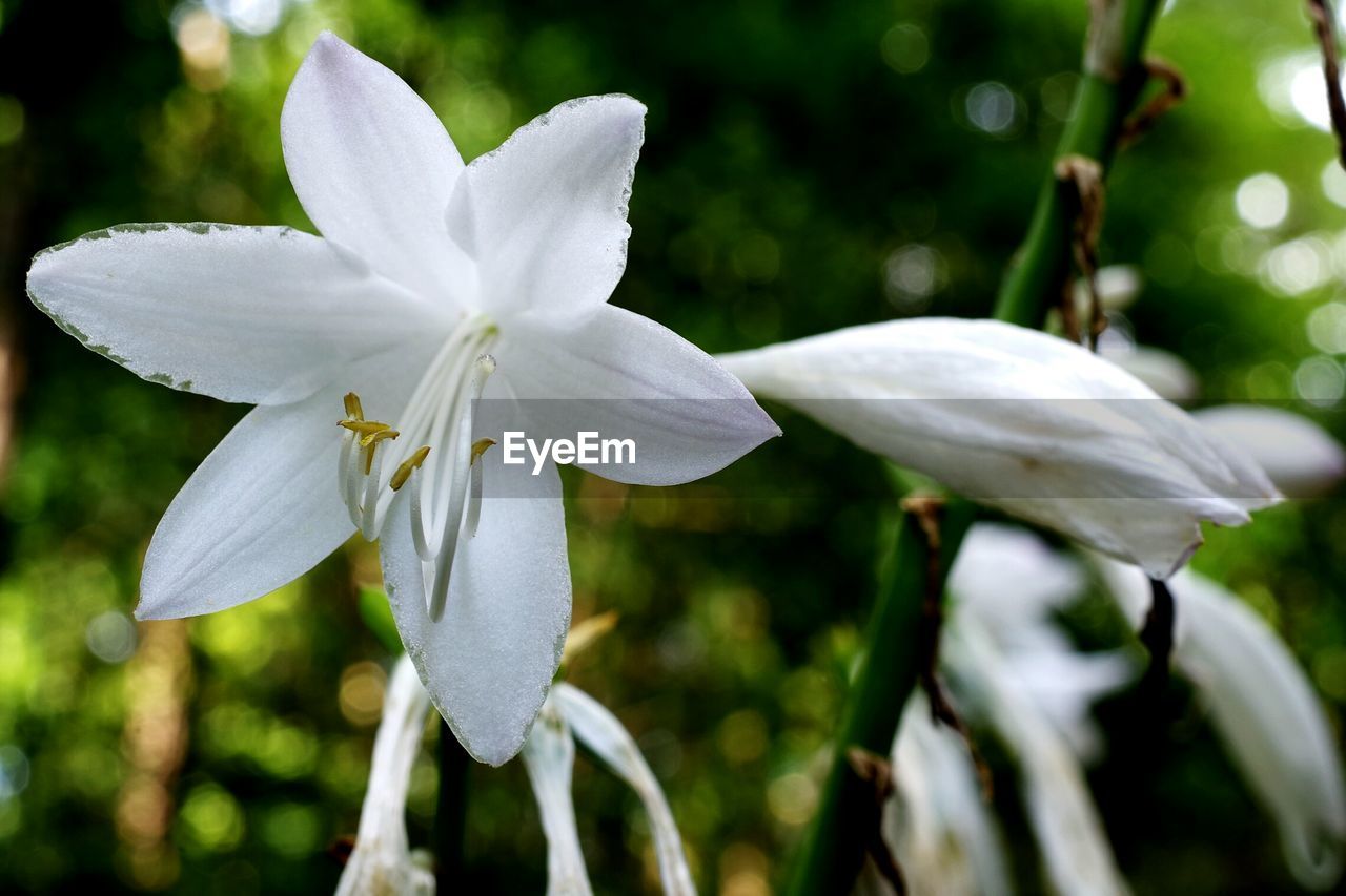 growth, petal, white color, flower, nature, beauty in nature, fragility, freshness, day, focus on foreground, plant, outdoors, close-up, flower head, no people, blooming, leaf