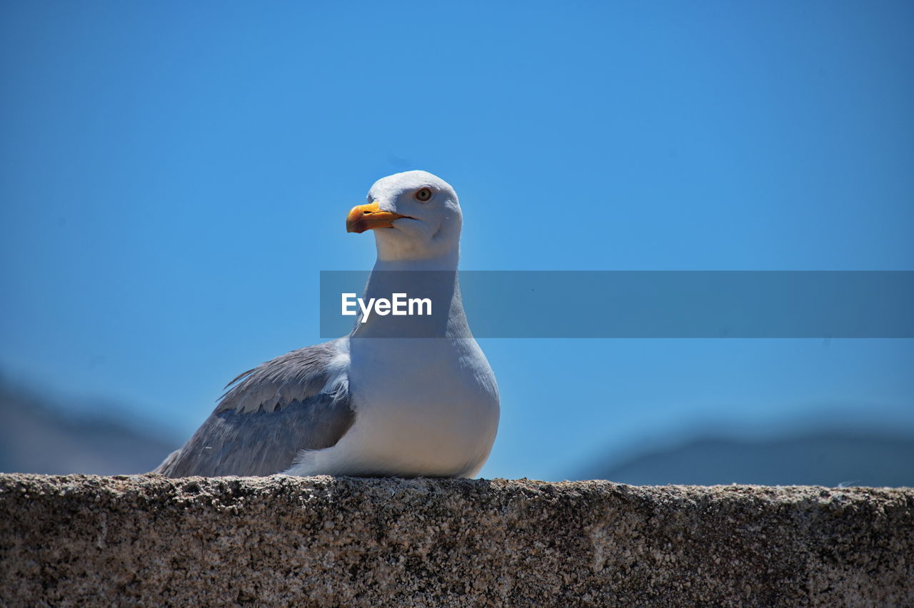 Portrait of seagull lying on stone wall