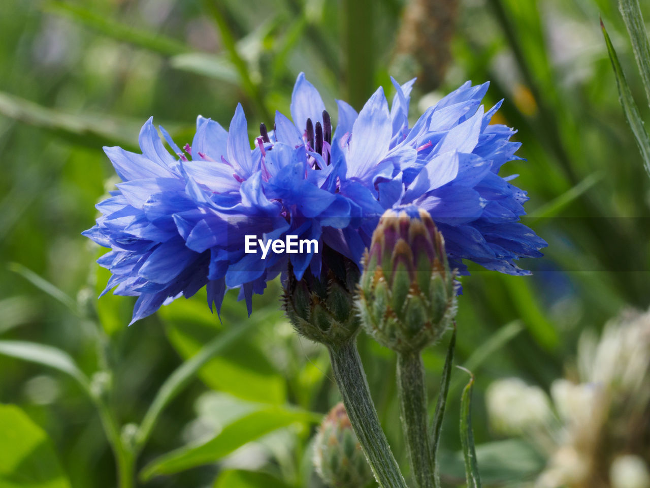 CLOSE-UP OF INSECT ON PURPLE FLOWERS