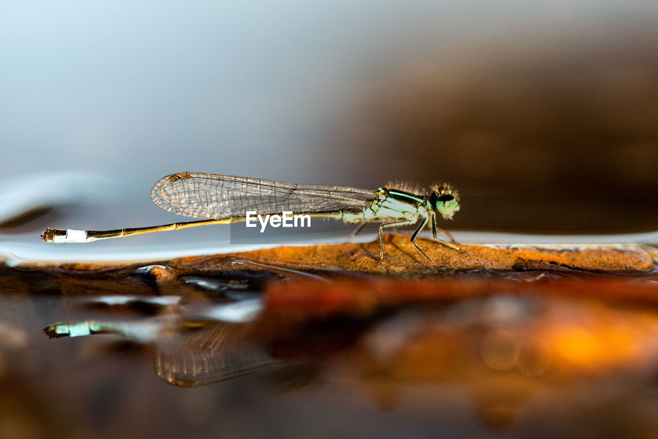 animal themes, animal, animal wildlife, insect, macro photography, close-up, dragonflies and damseflies, nature, wildlife, dragonfly, one animal, animal wing, macro, water, reflection, selective focus, no people, yellow, outdoors, animal body part, magnification, environment, day, morning, beauty in nature