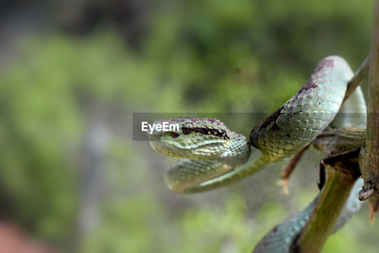 animal themes, animal, animal wildlife, one animal, reptile, wildlife, lizard, tree, no people, nature, close-up, animal body part, branch, plant, macro photography, focus on foreground, chameleon, day, outdoors, wall lizard, green