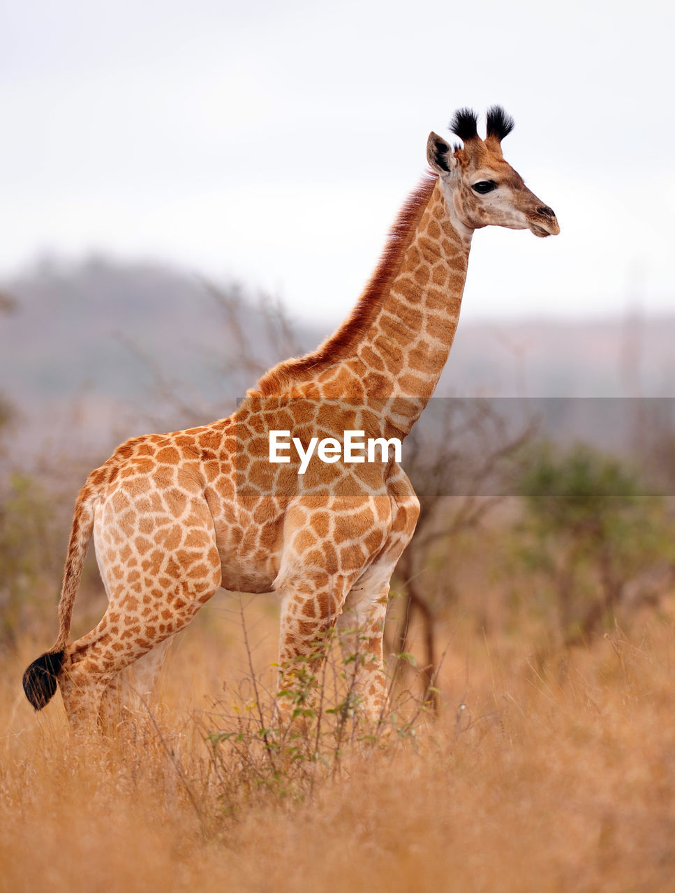 View of a giraffes on field