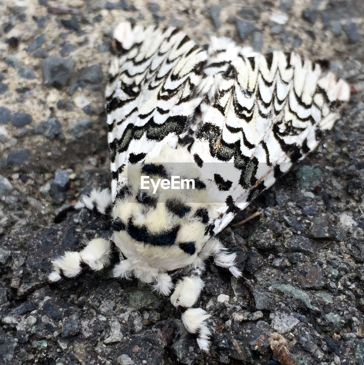 Close-up of moth on rock