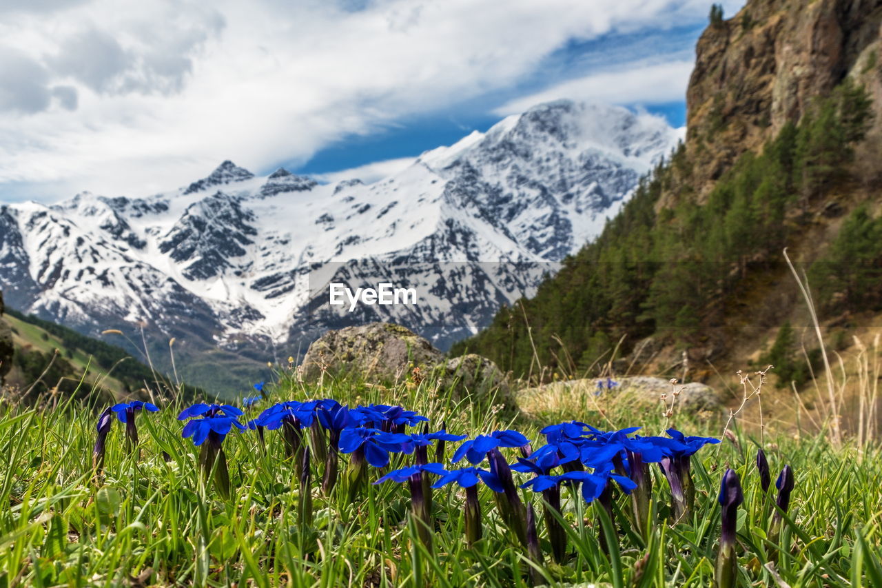 Purple flowering plants on field against blue sky