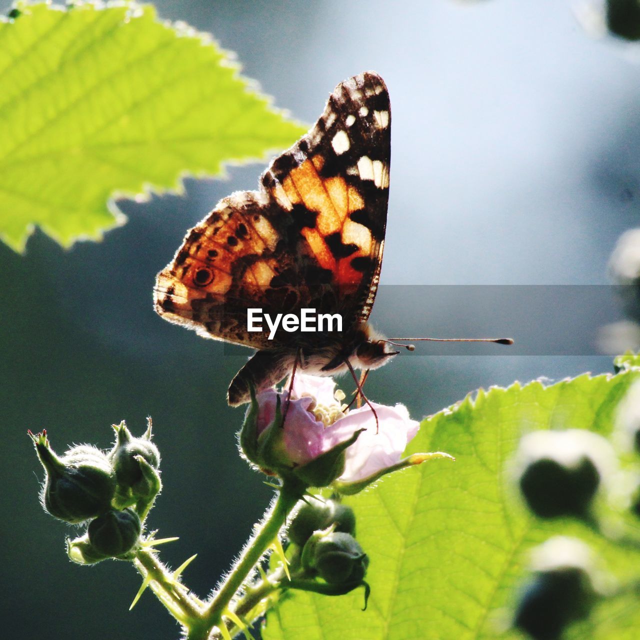 BUTTERFLY ON FLOWER