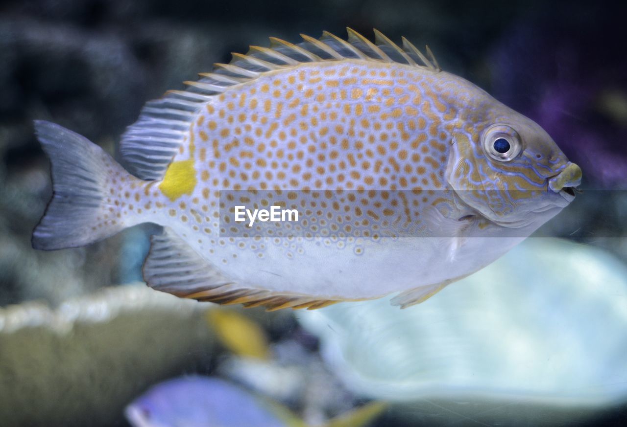 CLOSE-UP OF FISH SWIMMING IN AQUARIUM