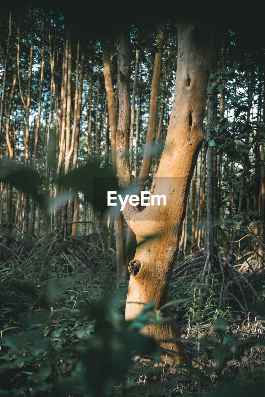 VIEW OF DEER THROUGH FOREST