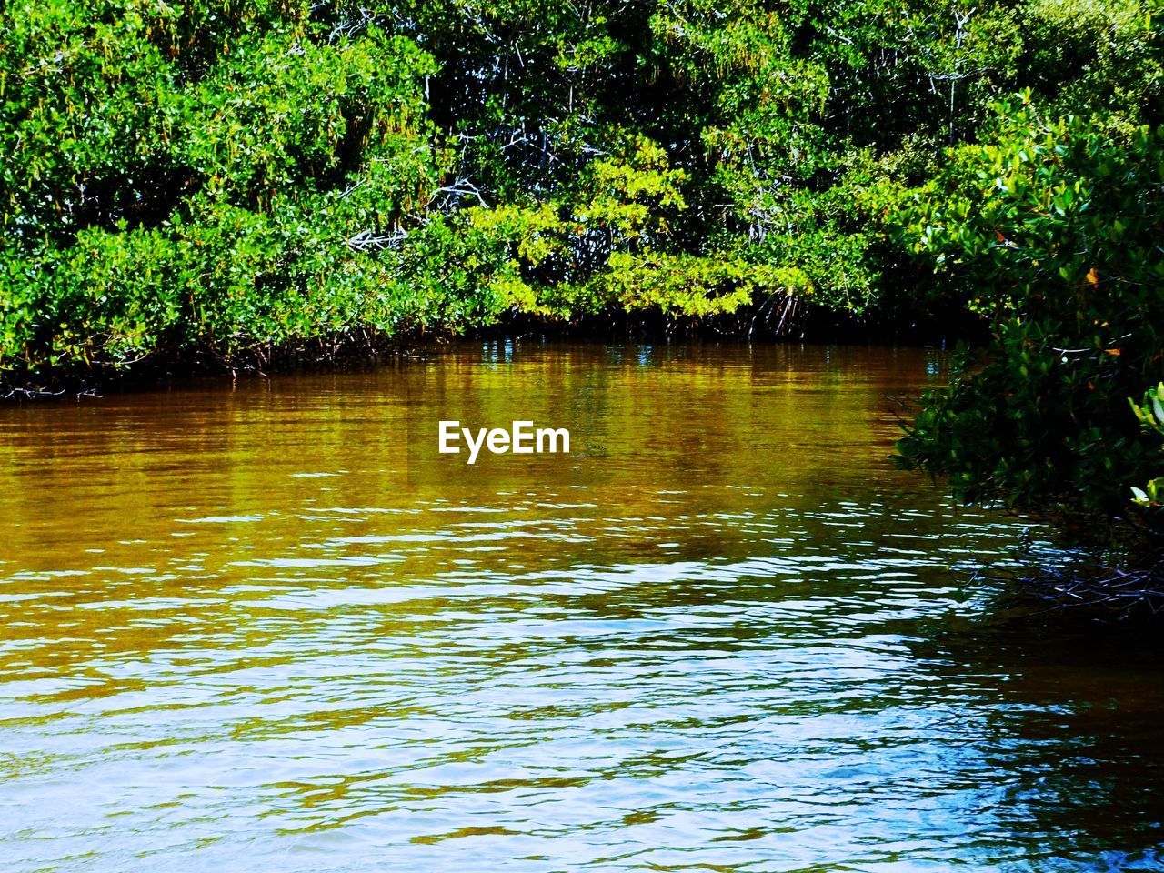 SCENIC VIEW OF LAKE WITH TREES IN BACKGROUND