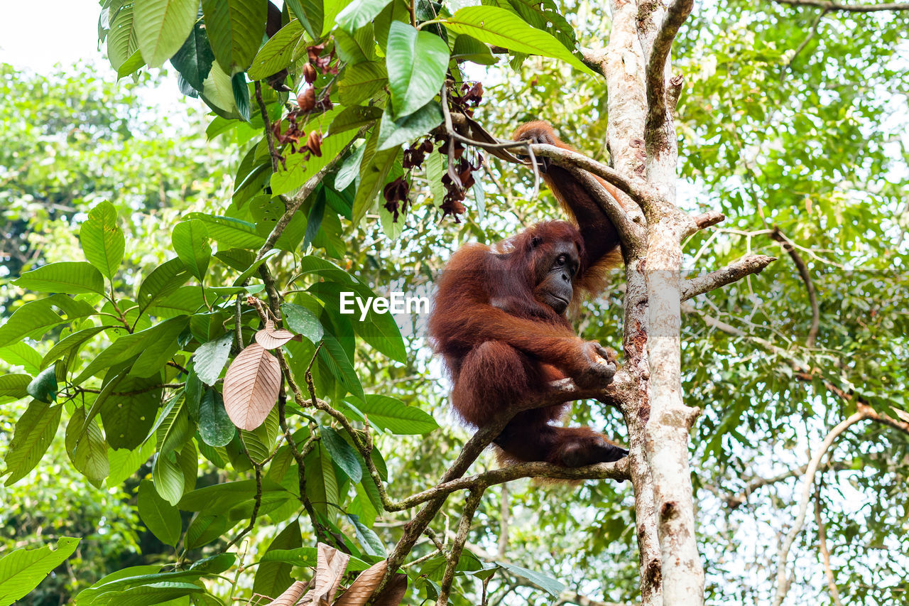 MONKEY HANGING ON TREE