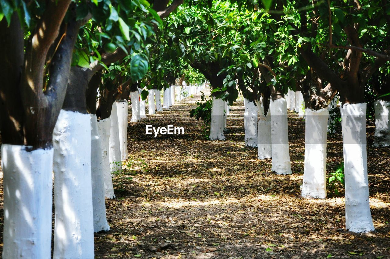 Trees in row