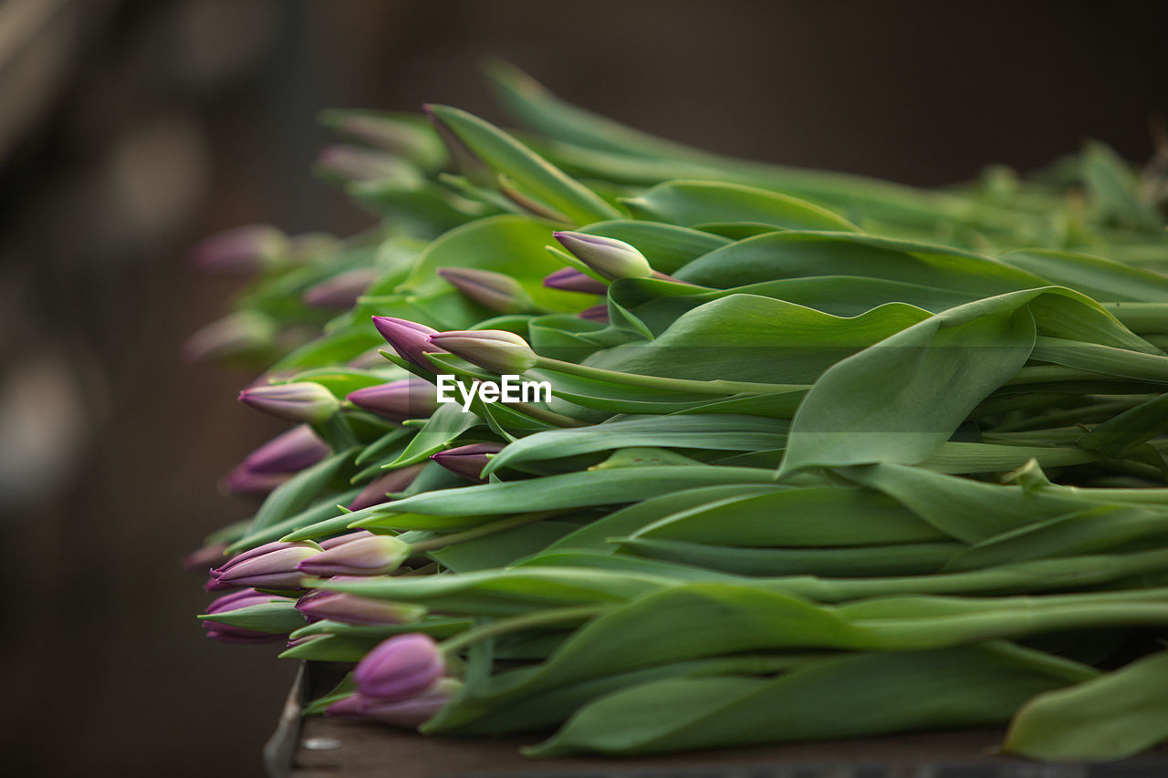 Close-up of fresh green plant