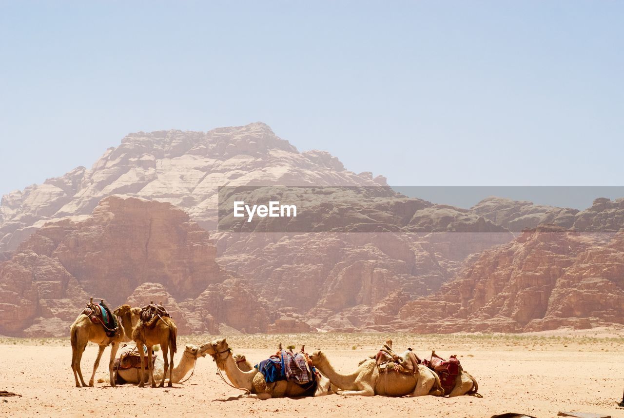 Camels on field against rocky mountains during sunny day