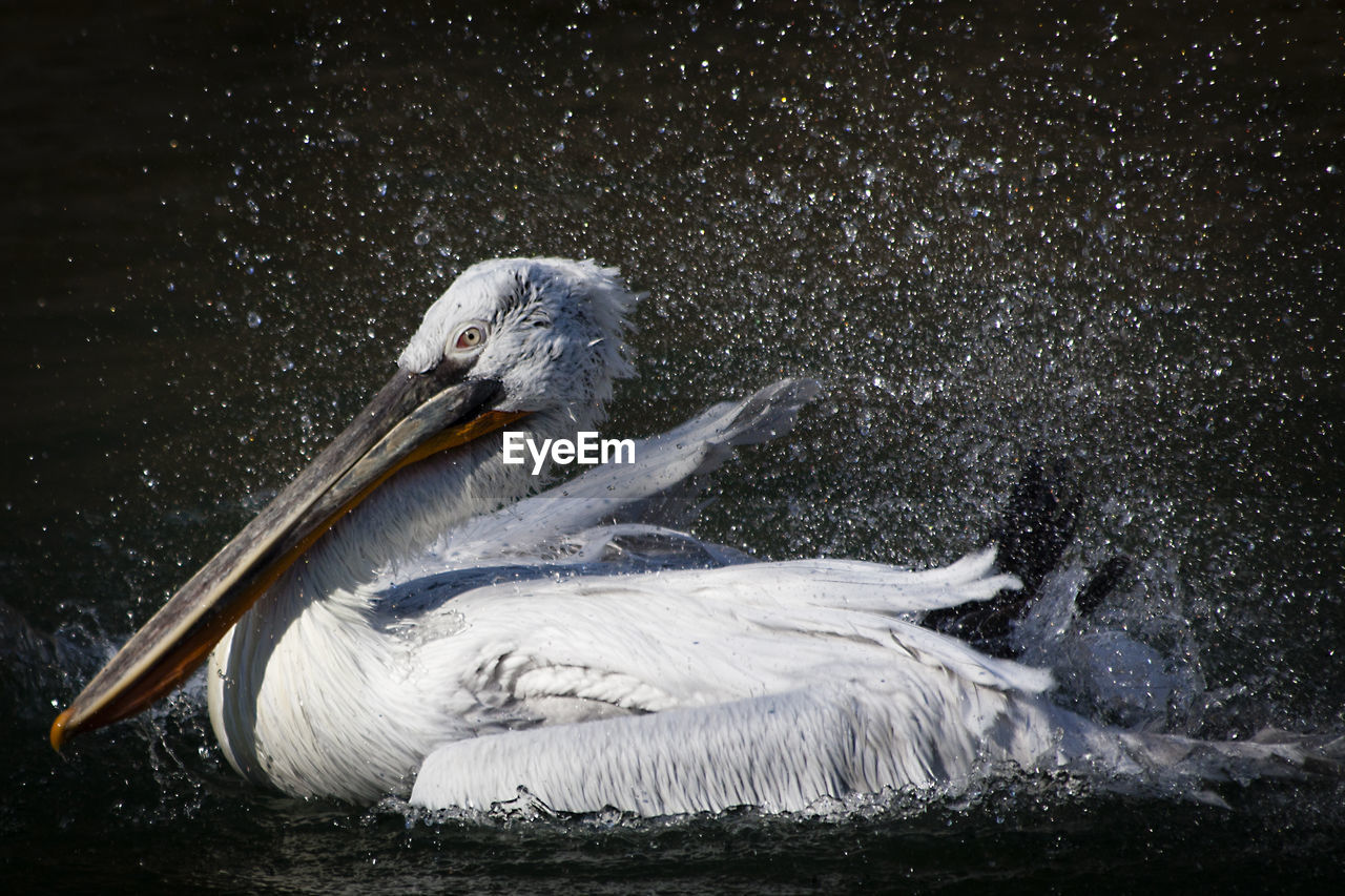 Close-up of pelican shaking off water while swimming in lake