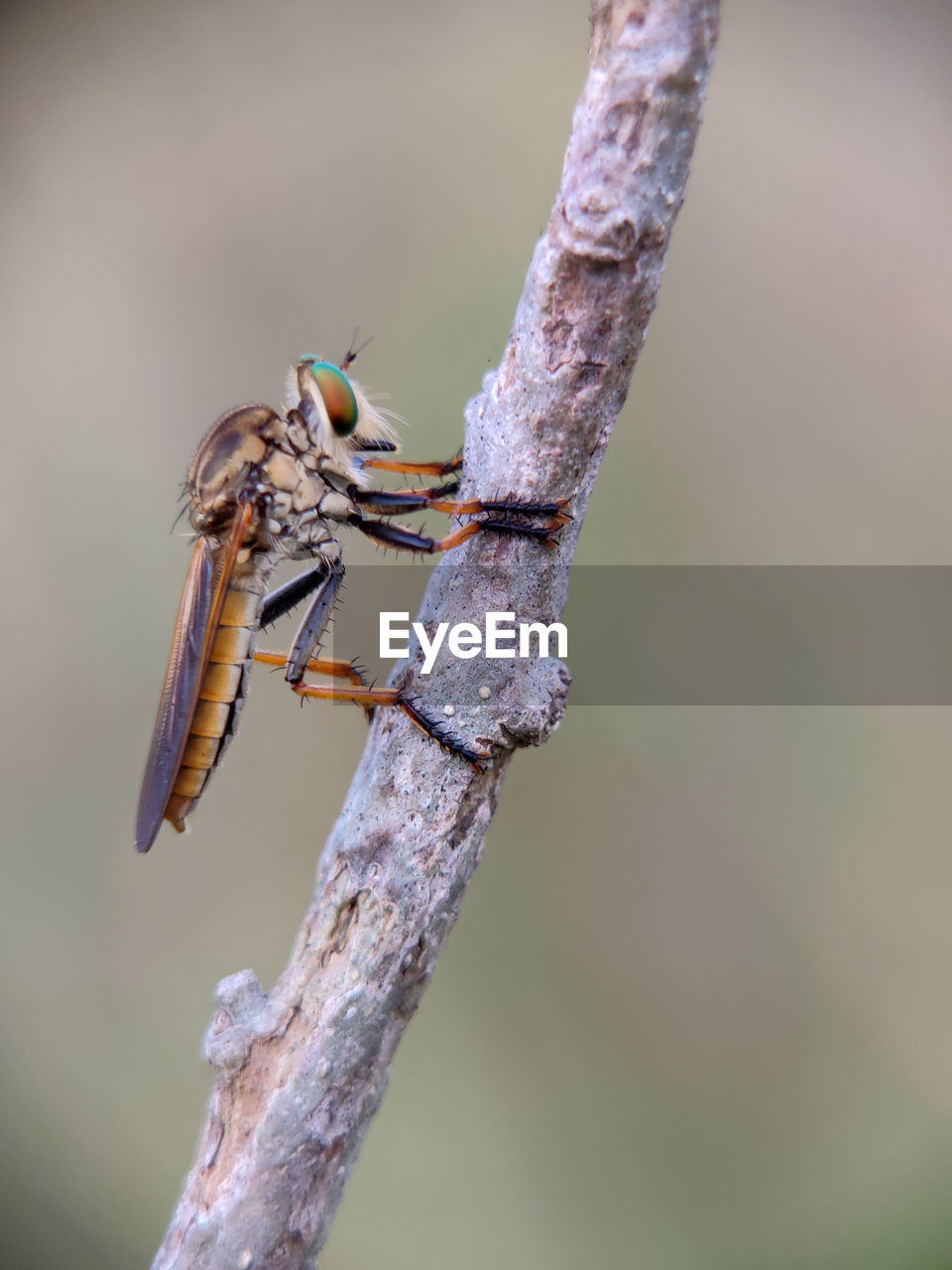 CLOSE-UP OF INSECT ON TREE BRANCH