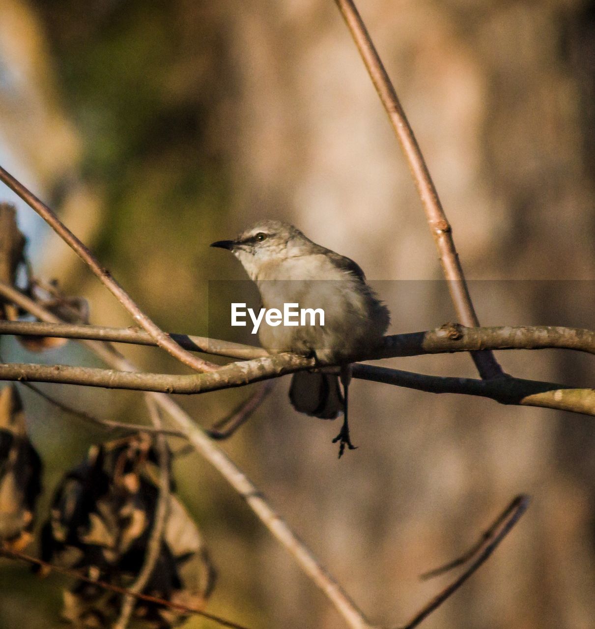 BIRD PERCHING ON BRANCH