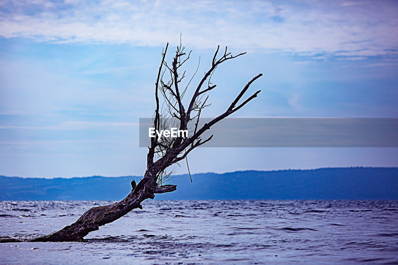 Bare tree in sea against sky