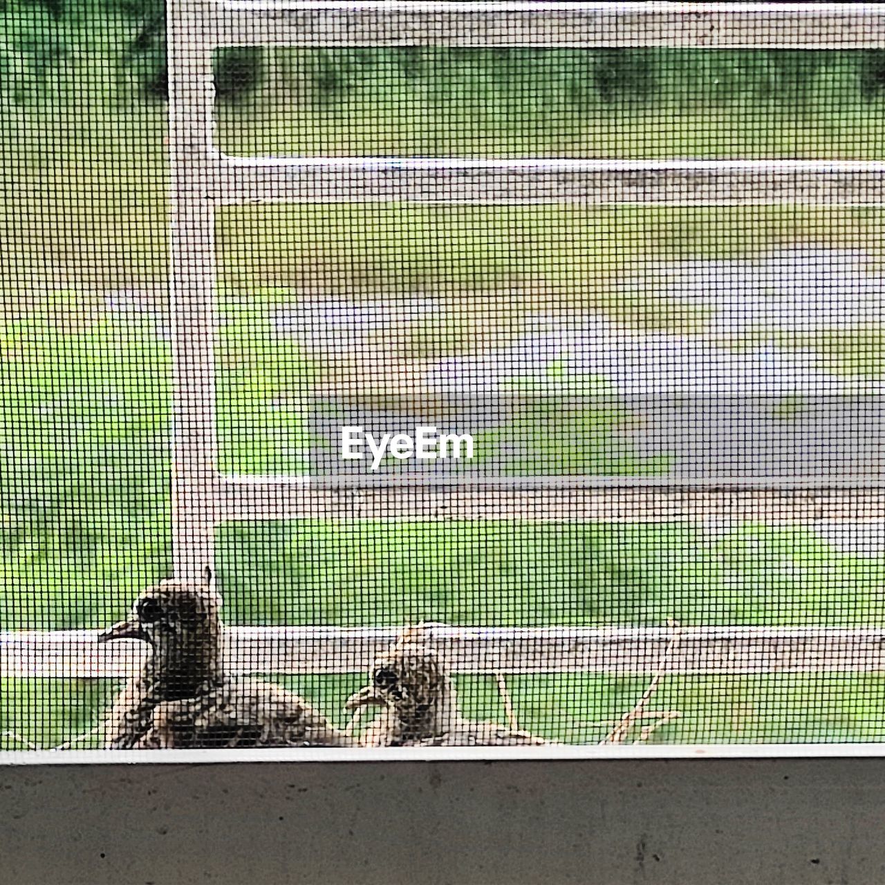 VIEW OF AN ANIMAL BEHIND FENCE