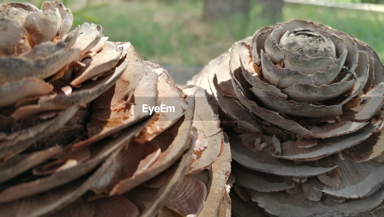 STACK OF FIREWOOD