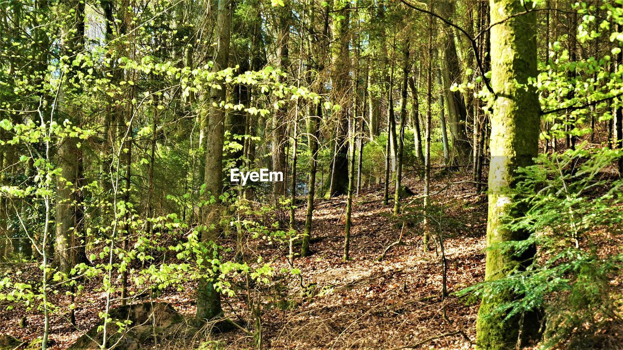 PLANTS GROWING IN FOREST