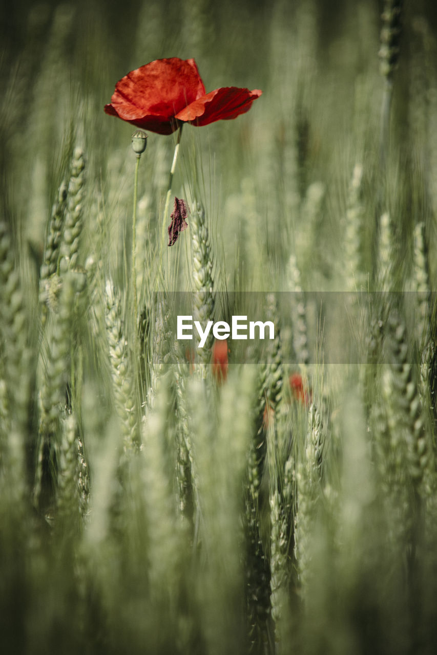 Close-up of red flower