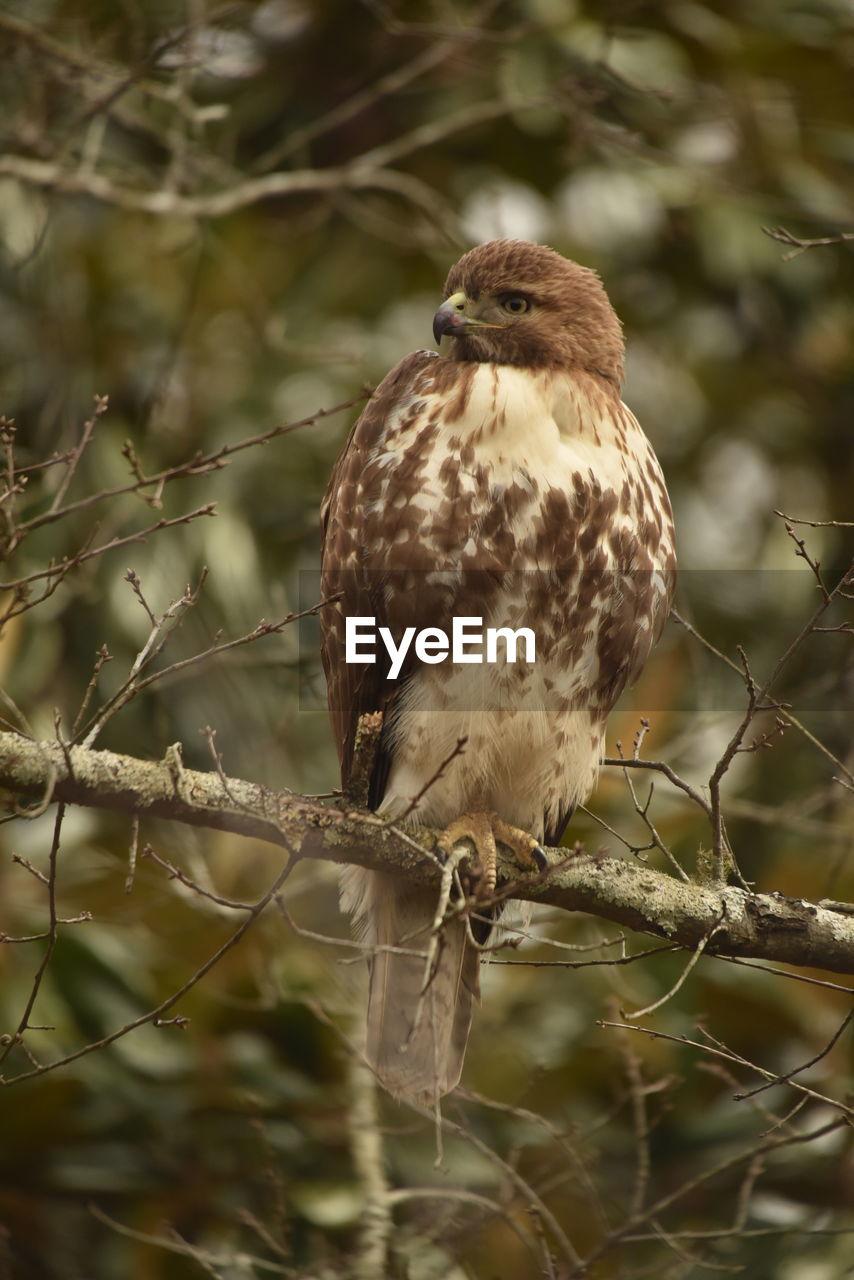 Close-up of hawk perching on branch