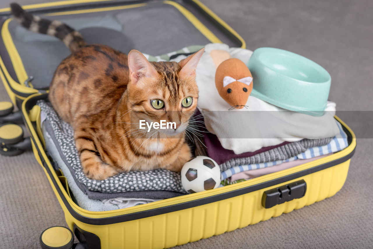 A beautiful cat sits in a travel suitcase with things inside. take me on vacation with you.