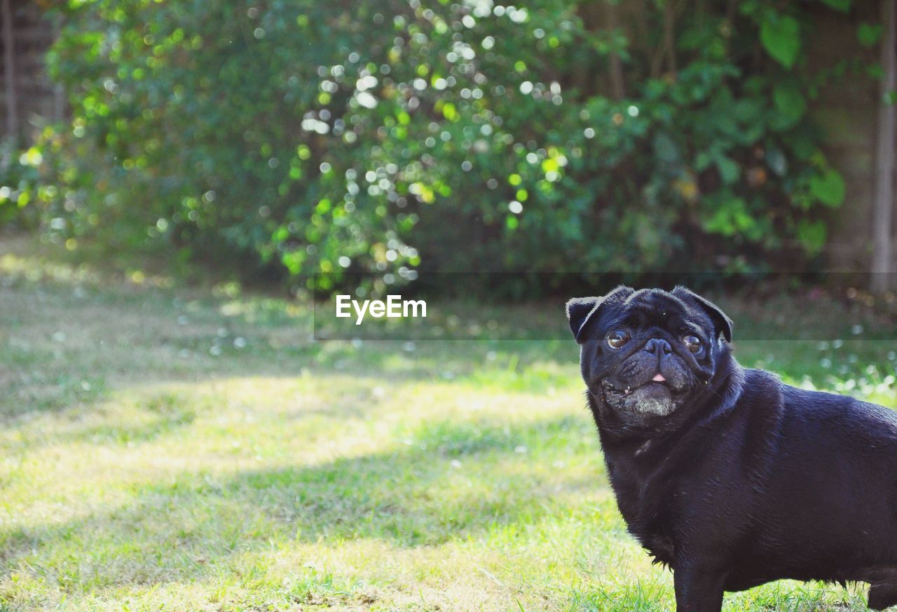 Black pug on field