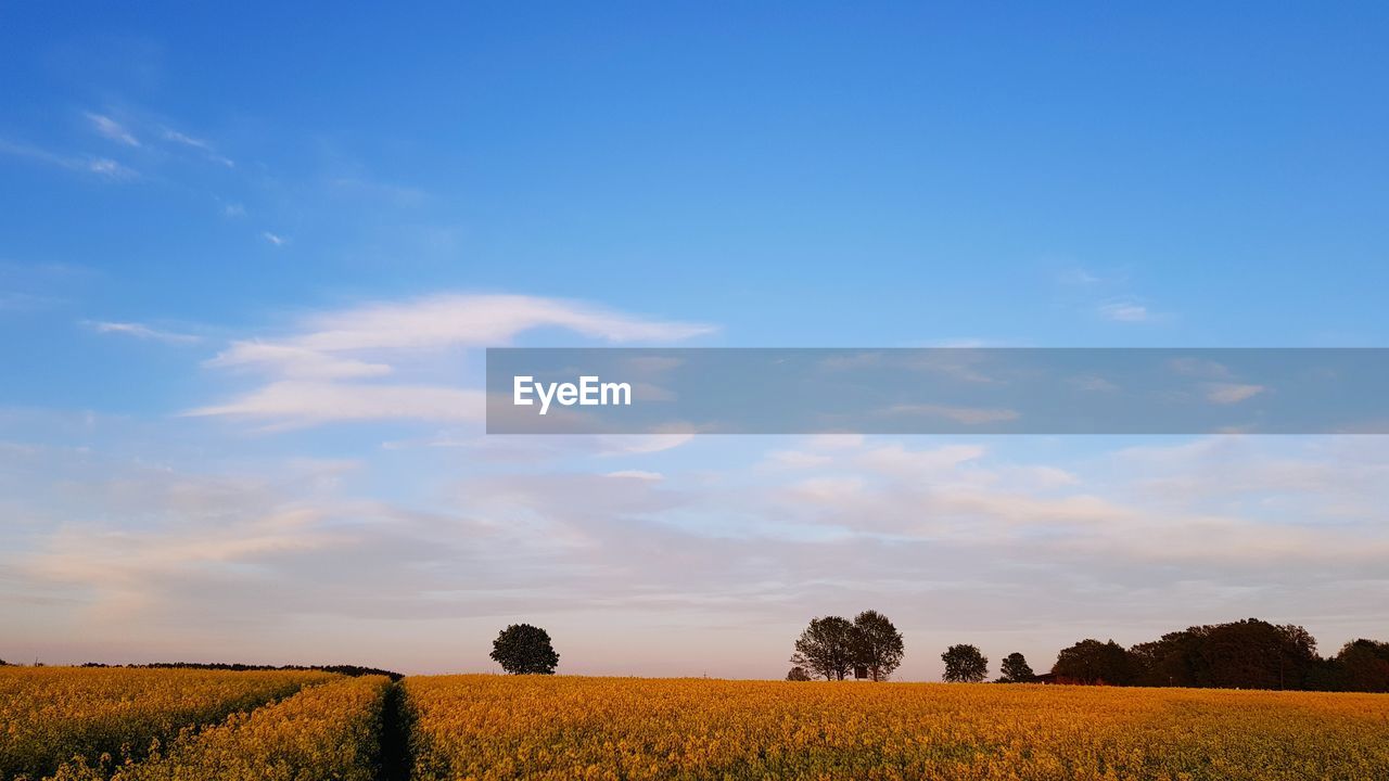 Scenic view of agricultural field against sky