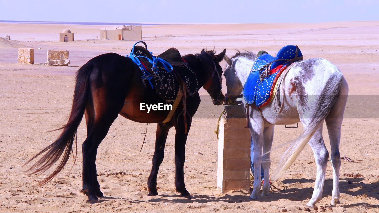 Horses at wadi elryan which is nature preserve, alfayoum, egypt