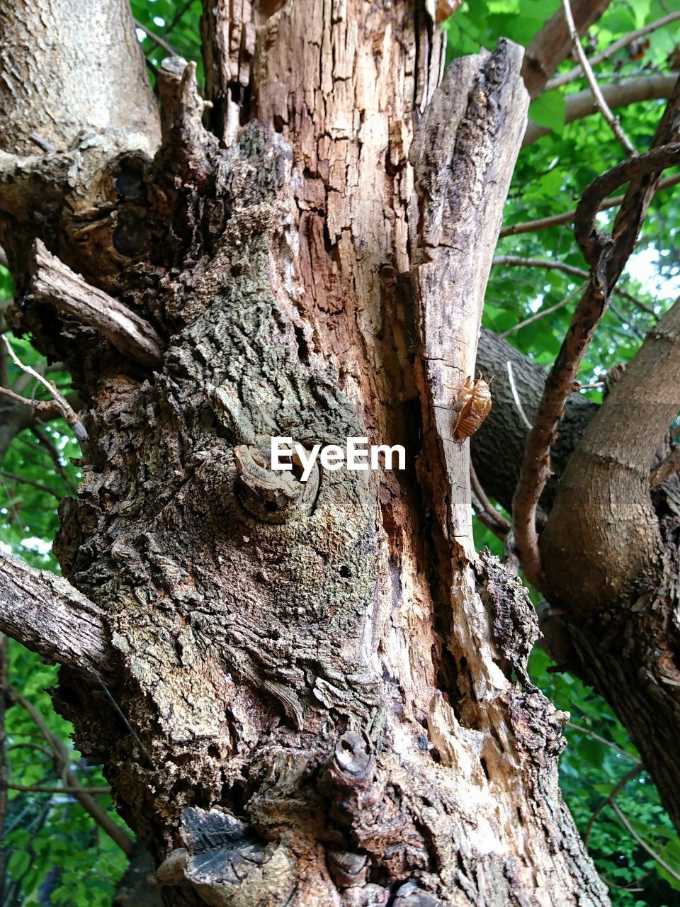 CLOSE-UP OF TREE TRUNK WITH PLANTS