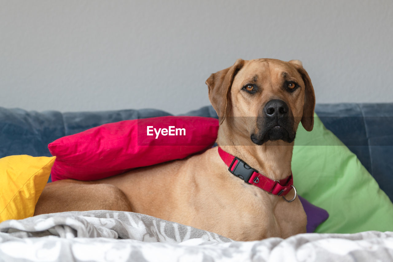 Rhodesian ridgeback dog on sofa