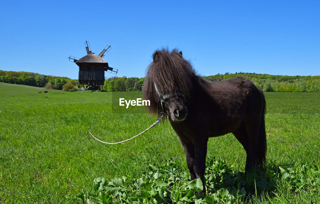 Pony standing on countryside landscape