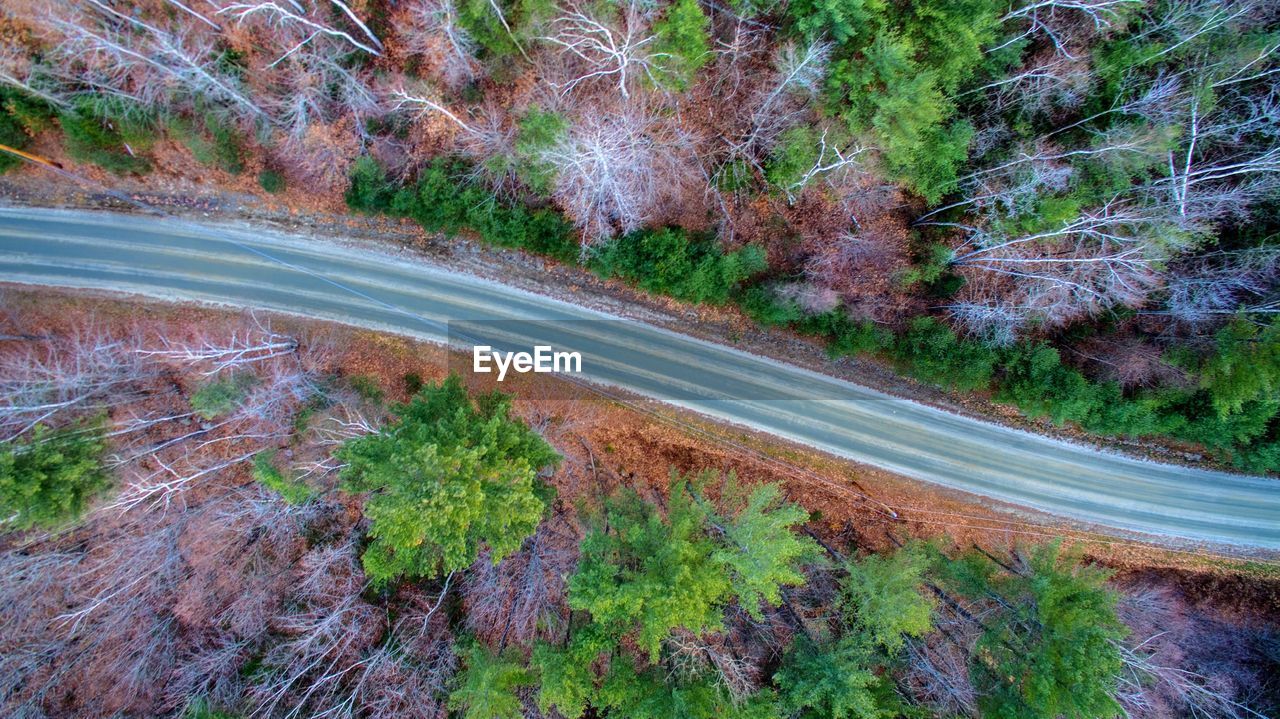 HIGH ANGLE VIEW OF TREES BY MOUNTAIN