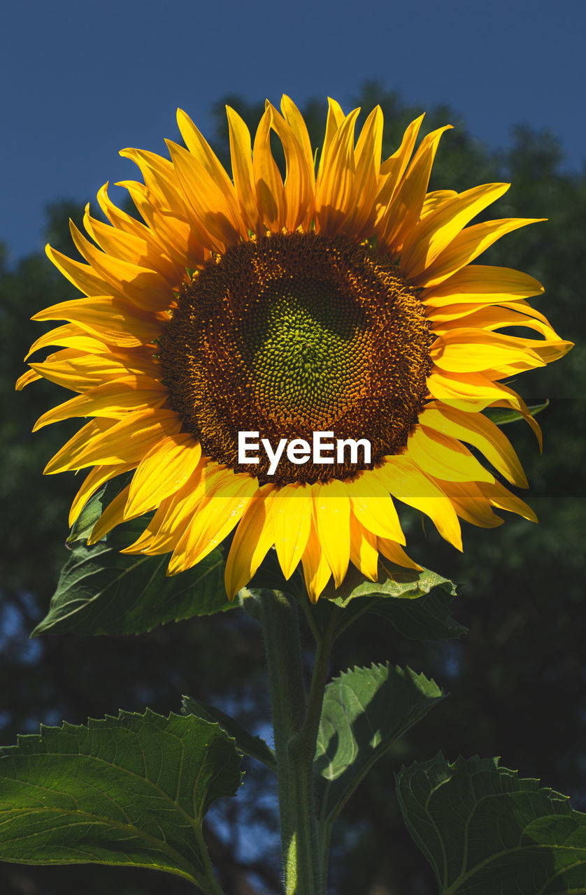 sunflower, plant, flower, flowering plant, yellow, flower head, beauty in nature, freshness, growth, nature, petal, inflorescence, fragility, close-up, sky, field, sunflower seed, landscape, no people, pollen, rural scene, leaf, plant part, summer, focus on foreground, outdoors, asterales, land, agriculture, springtime, vegetarian food, sunlight, botany, day, plant stem, blossom, vibrant color, macro photography, seed, environment, clear sky, crop