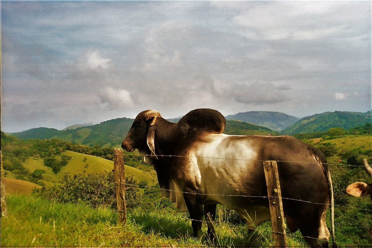 COW STANDING ON FIELD BY MOUNTAINS AGAINST SKY