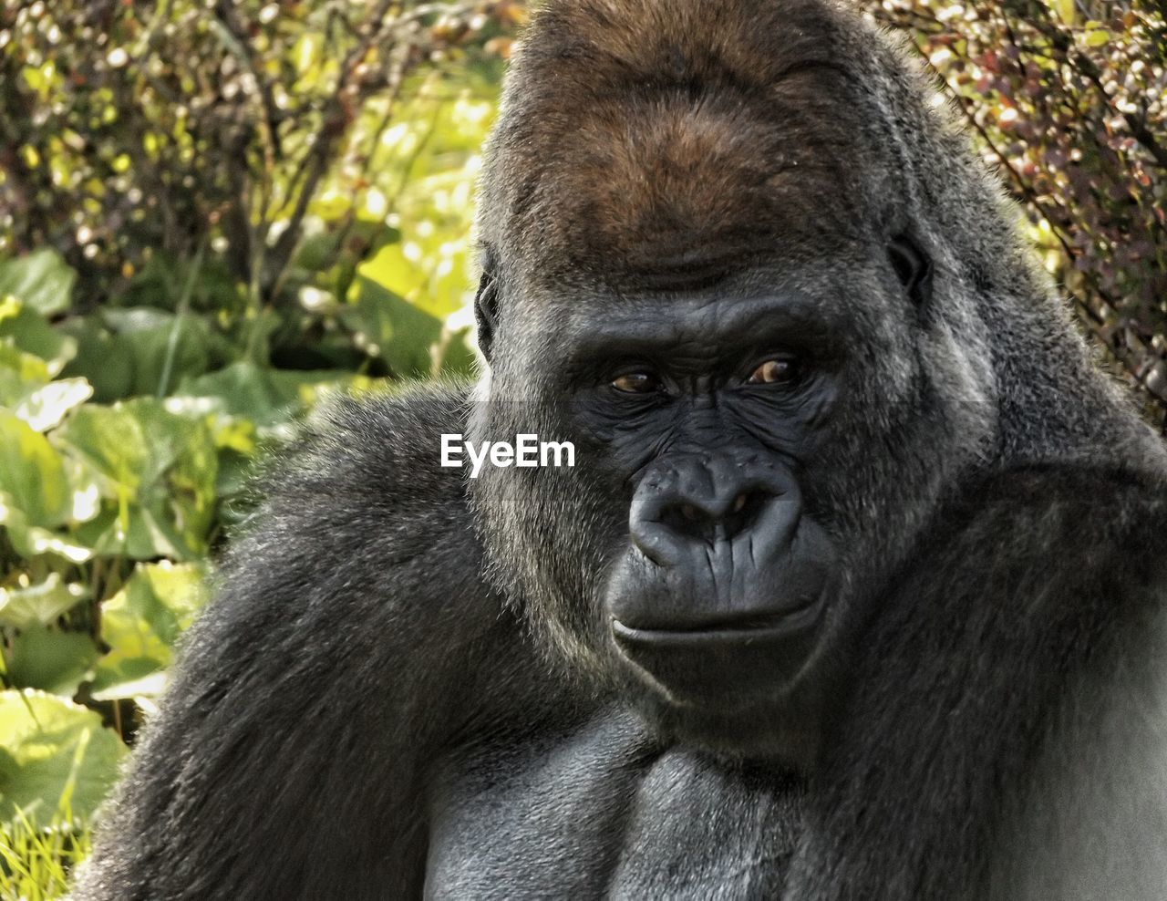 Close-up of gorilla against plants